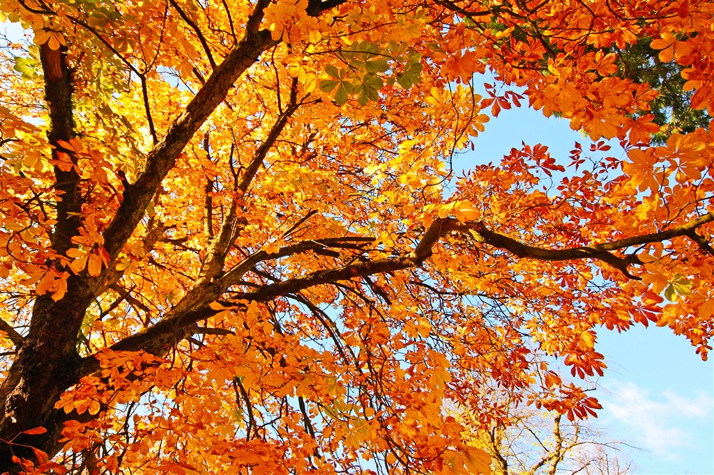 秋季枫叶树林大树风景画