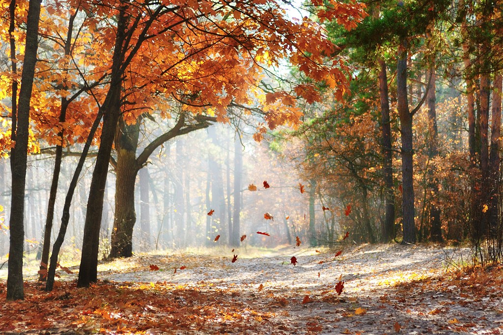 秋叶森林树林风景画