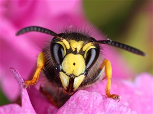 正在花朵中采蜜的小蜜蜂高清图
