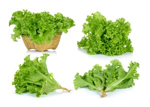 四款翠绿新鲜的生菜高清图片
