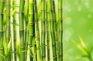 漂亮的竹子高清图片