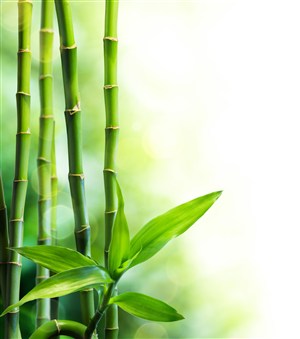 漂亮的竹节和竹叶高清图片