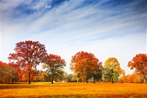 秋叶树林高清风景画