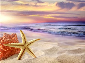 唯美海星沙滩海景风景画
