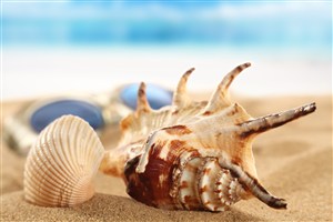 高清海螺贝壳风景画