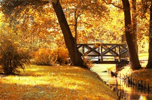 秋季树林公园美景