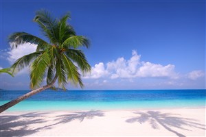蓝天白云椰树海景风景画