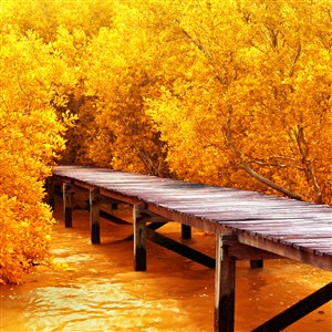 金色树林木桥风景画