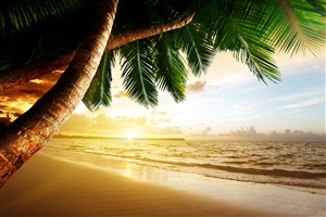 黄昏椰树高清沙滩风景画
