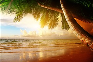 沙滩椰树黄昏美景