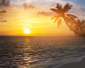高清海景椰树黄昏风景画