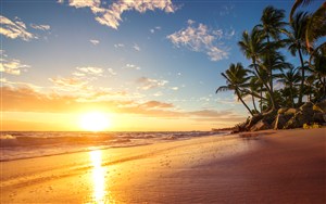 黄昏海边椰树海景风景画