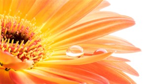 橘黄色花朵和花瓣上的小水珠高清图片