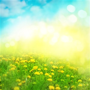 蓝天白云下的黄色花丛高清图片