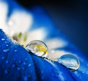 蓝色花瓣上晶莹剔透的露珠 