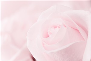 粉红色清新唯美玫瑰花特写高清图片