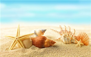 沙滩海螺贝壳海景风景画