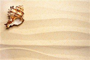 高清沙滩海螺风景画