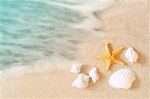 沙滩海星海景风景画