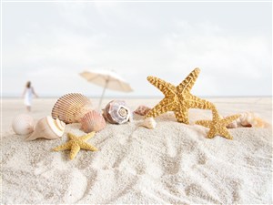 海星贝壳沙滩海景风景画