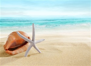 沙滩海螺海星海景风景画