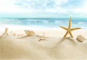 海螺贝壳沙滩海景风景画