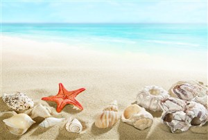 海螺海星沙滩海景风景画