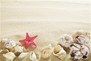 沙滩贝壳海星风景画