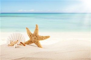 沙滩海星贝壳海水风景画