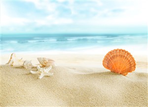 海景沙滩贝壳海星风景画