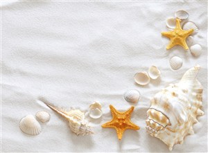 沙滩贝壳海星海螺风景画