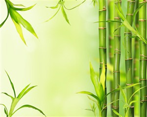 翠绿的竹子高清图片