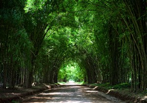 翠绿的竹林隧道高清图片