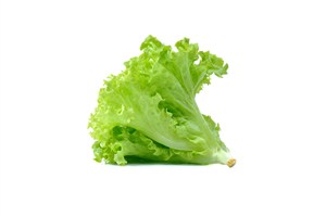翠绿的生菜高清图片