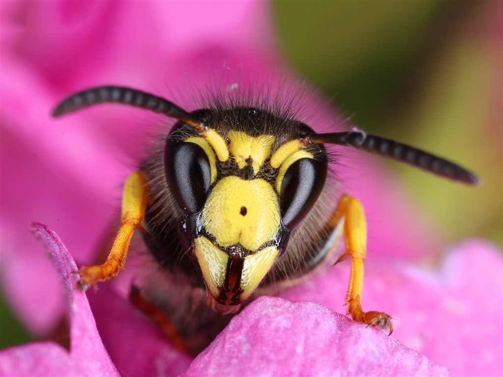 正在花朵中采蜜的小蜜蜂高清图