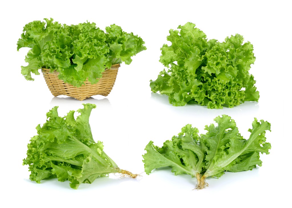 四款翠绿新鲜的生菜高清图片