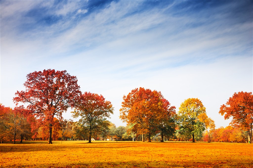 秋叶树林高清风景画