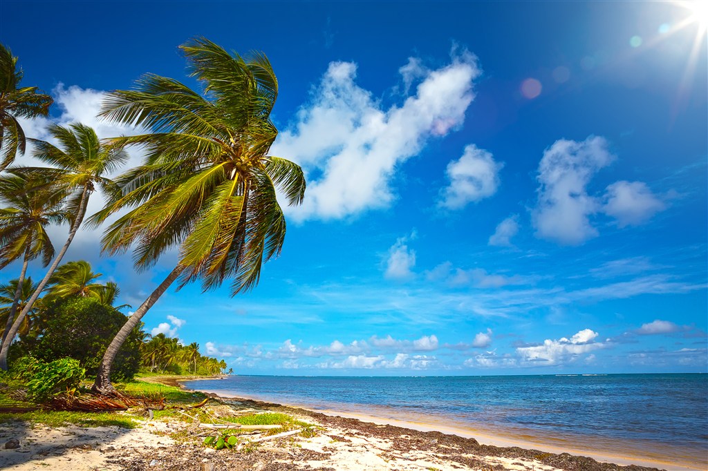 高清椰树沙滩海景风景画