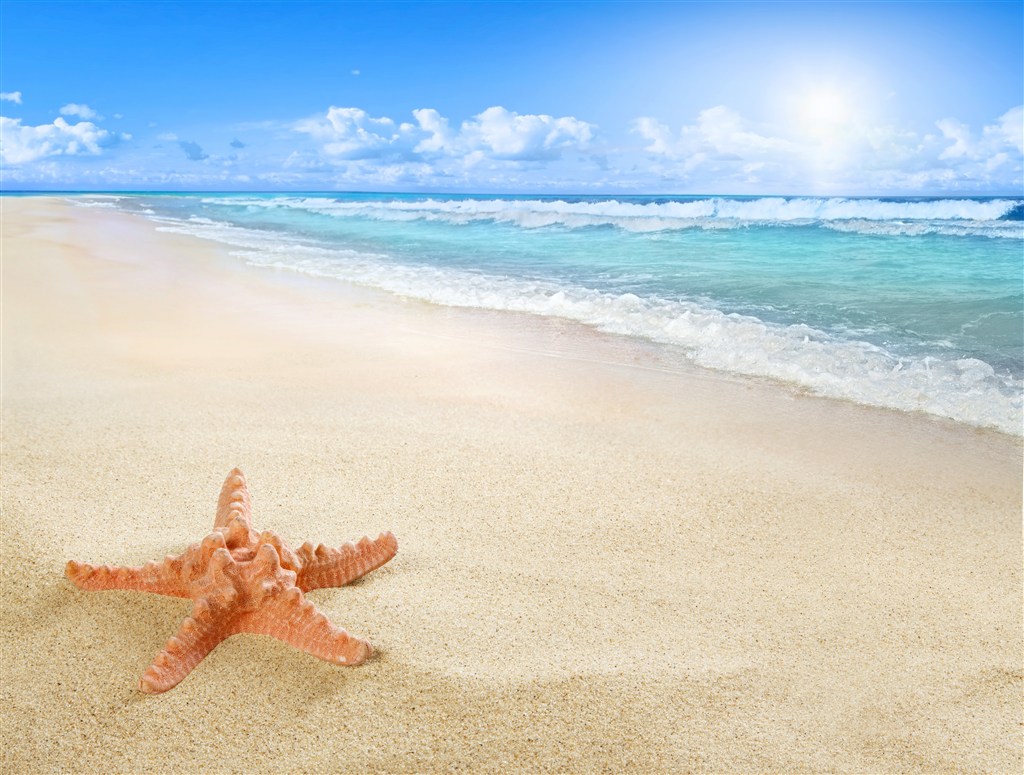 海边海景沙滩海星风景画