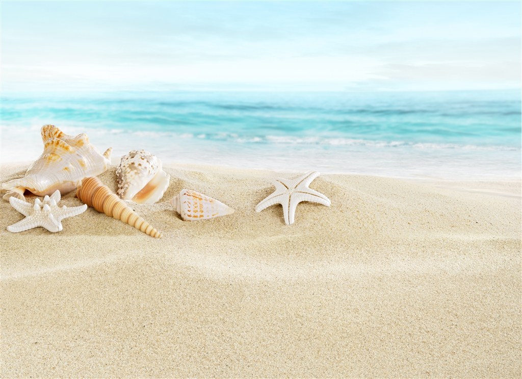 海洋沙滩海星贝壳风景画