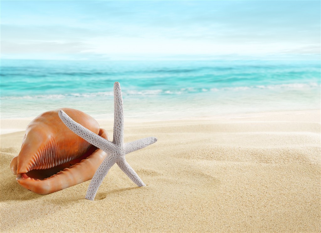 沙滩海螺海星海景风景画