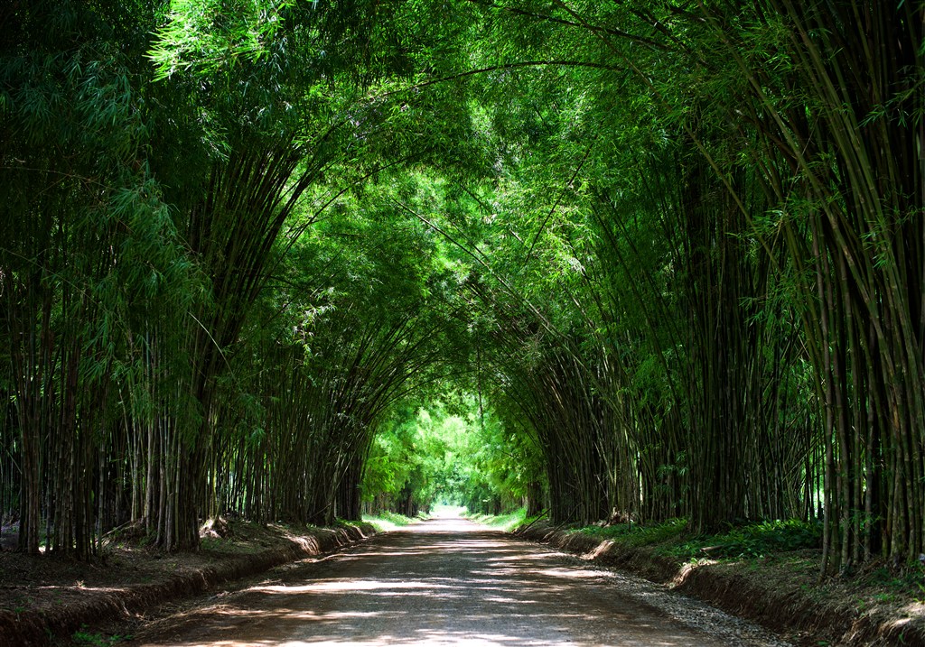 翠绿的竹林隧道高清图片