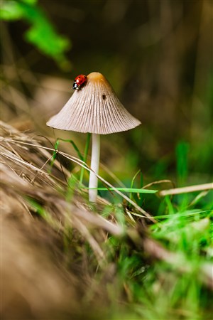 一只七星瓢虫停在一颗蘑菇上