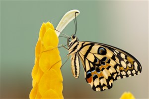 一只蝴蝶停留在一株黄色的植物上