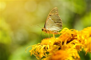 一只飞蛾停在一朵菊花上