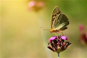 一只蝴蝶停在一朵花上