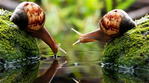 两只蜗牛准备过河