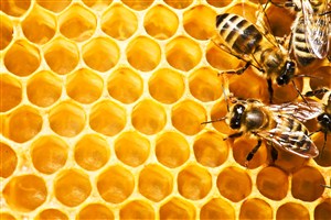 两只蜜蜂爬上蜂蜜上