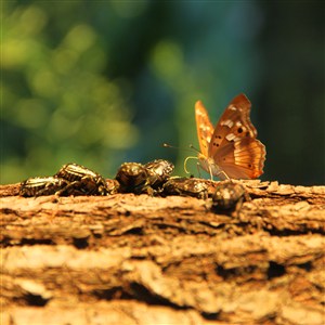 蝴蝶和甲虫高清图片