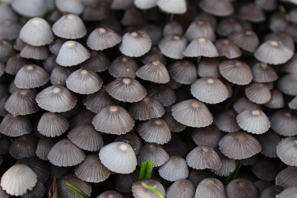 美丽小蘑菇图片
